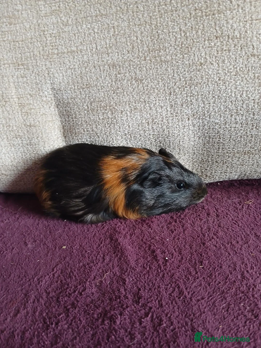 Guinea Pig rodents for sale: Male guinea pigs in South Queensferry - Advert 1