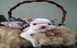 Boston Terrier dogs for sale: Rare Merle Champagne Boston Terriers - Image 8