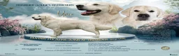 Golden Retriever dogs for sale: 🐶 Beautiful golden retriever puppies—Coming Soon! in Dunbar - Advert 5