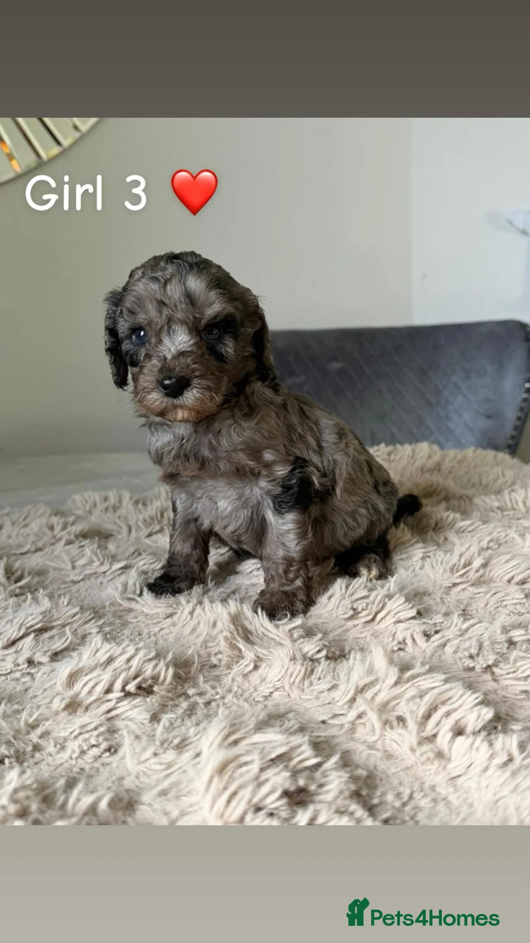 Cockapoo dogs for sale: ✨ Adorable F1B Cockapoo Puppies! ✨ in Swansea - Advert 6