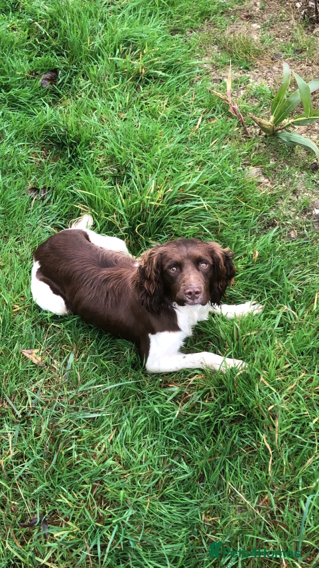 English Springer Spaniel dogs for stud: ACE SPIRIT ONE OF ELISHADE  in Tonbridge - Advert 8