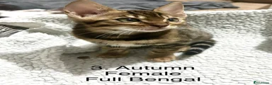 3. Autumn (Full) 