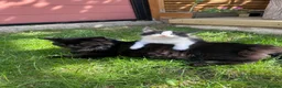 British Shorthair cats for sale: 4 Girls & 2 Boys Kittens Available - Advert 20