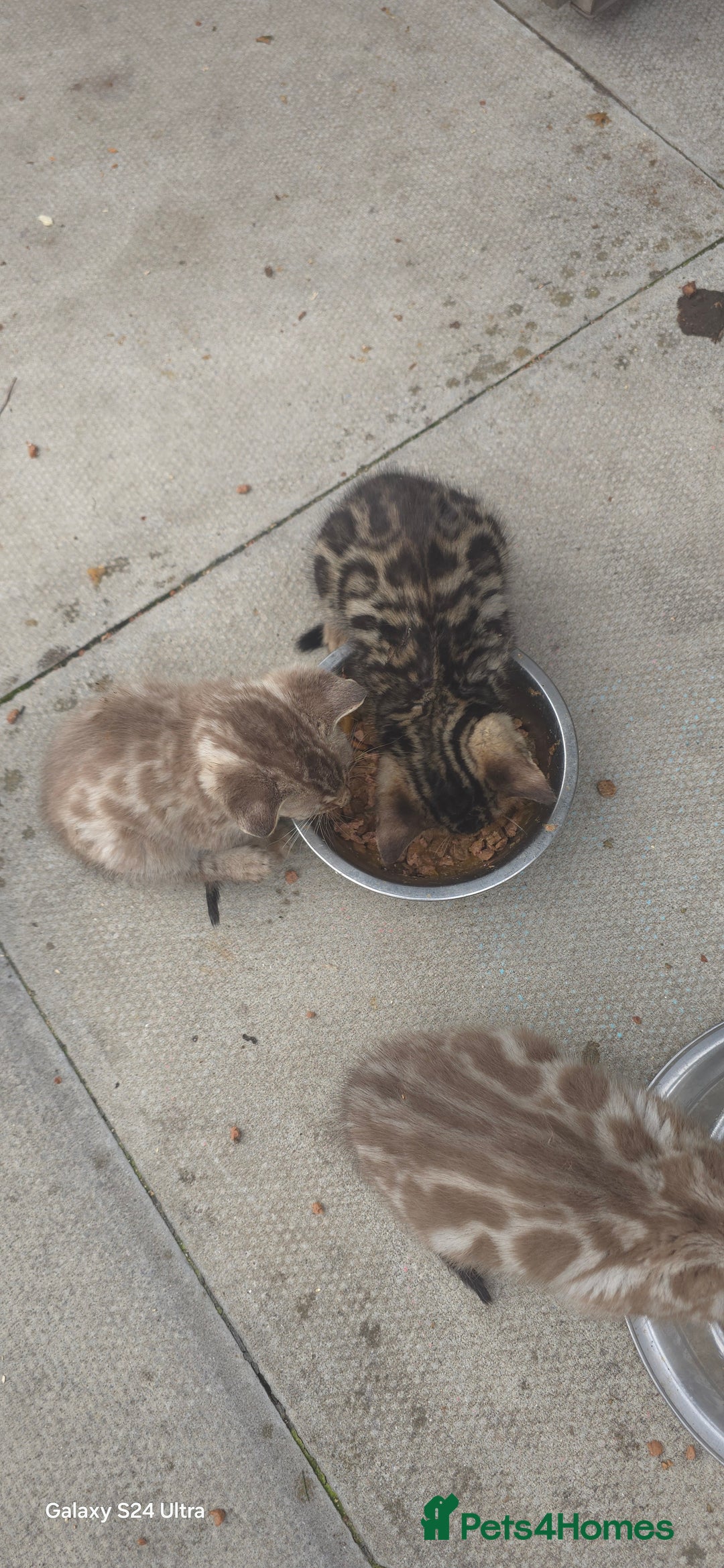 Bengal cats for sale: 5 females 1 male snow bengal kittens  - Image 8
