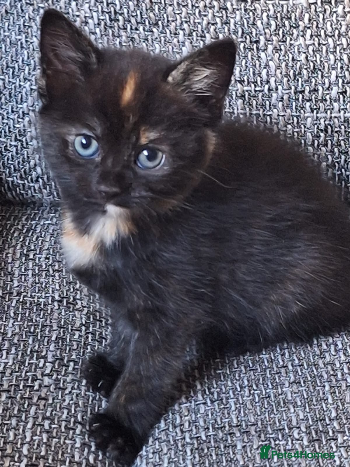 Mixed Breed cats Beautiful kittens 😻 - Advert 9