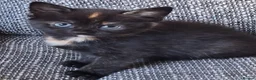 Mixed Breed cats for sale: Beautiful kittens 😻 - Advert 7