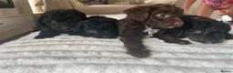 Jackapoo dogs for sale: 🐶🩷🩷jackapoos💙💙🐩 - Advert 3