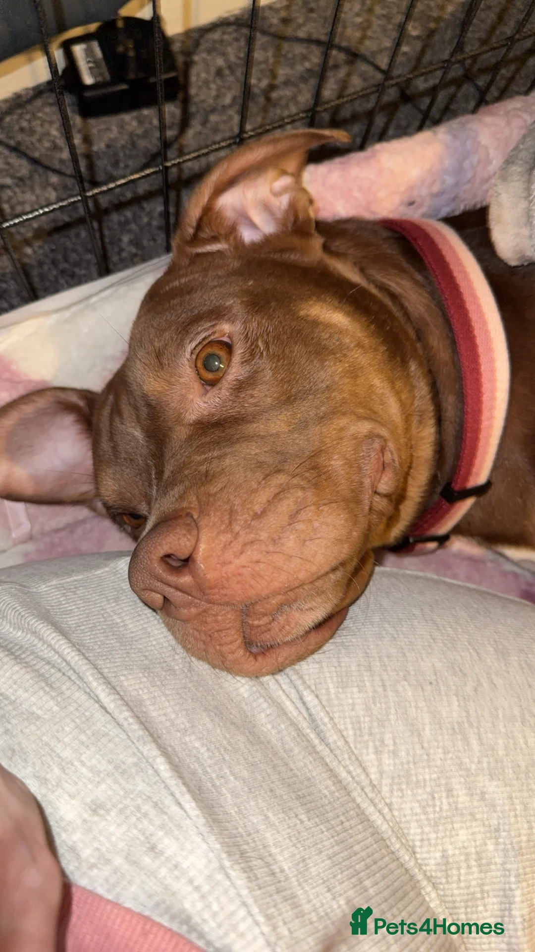 Mixed Breed dogs for sale: American bulldog cross Labrador  - Advert 6