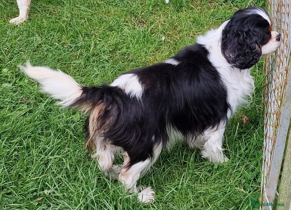 Cavalier King Charles Spaniel dogs Beautiful cavalier King Charles spaniel puppies - Advert 1