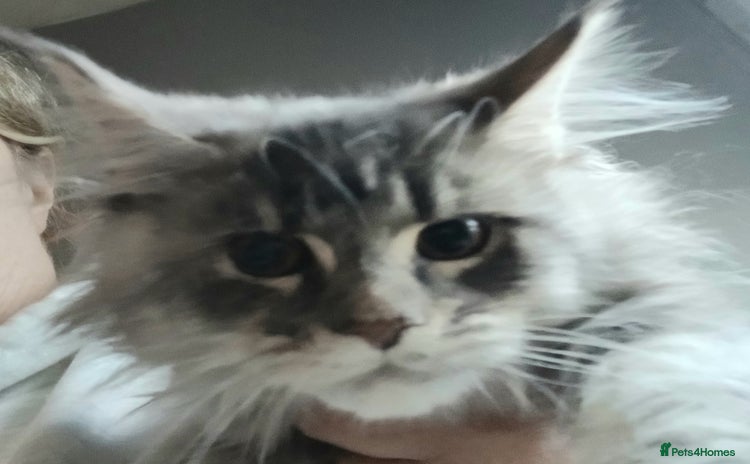 Maine Coon cats Beautiful TICA reg girl READY NOW! - Advert 5