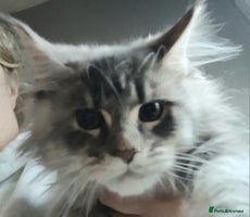 Maine Coon cats Beautiful TICA reg girl READY NOW! - Advert 4