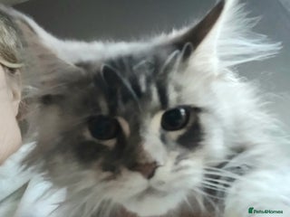 Maine Coon cats Beautiful TICA reg girl READY NOW! - Advert 2