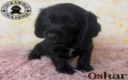 Cocker Spaniel dogs for sale: 🖤 Quality Cocker Spaniels 🖤 Ready Now 🖤 - Image 12