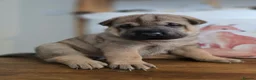 Mixed Breed dogs for sale: Shepard Peis - Advert 31