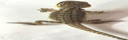 Bearded Dragon reptiles for sale: Red citrus baby bearded dragons  - Advert 6