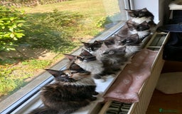 Maine Coon cats for sale: Pedigree Maine Coon Kittens (TICA) - Image 3
