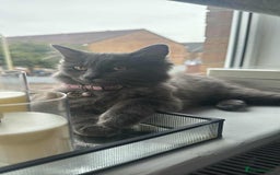 Ragdoll cats for sale: ragdoll x - Image 1
