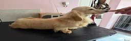 Dachshund dogs for sale: Long Haired Miniature Dachshund Puppies KC ✅ in Warrington - Advert 7