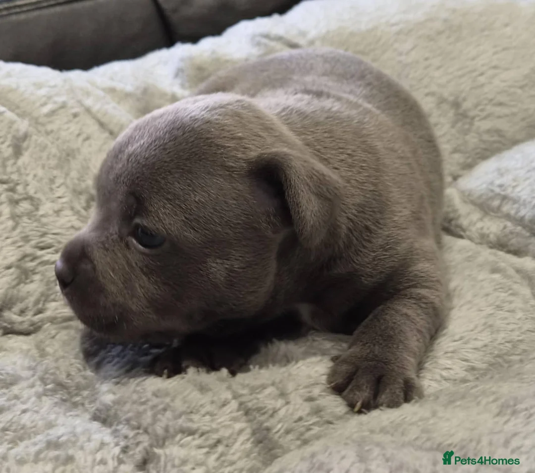 Staffordshire Bull Terrier dogs for sale: Kc Reg Chunky Girl - Advert 5