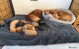 Dachshund dogs for sale: Standard dachshund puppies in Crawley - Image 5