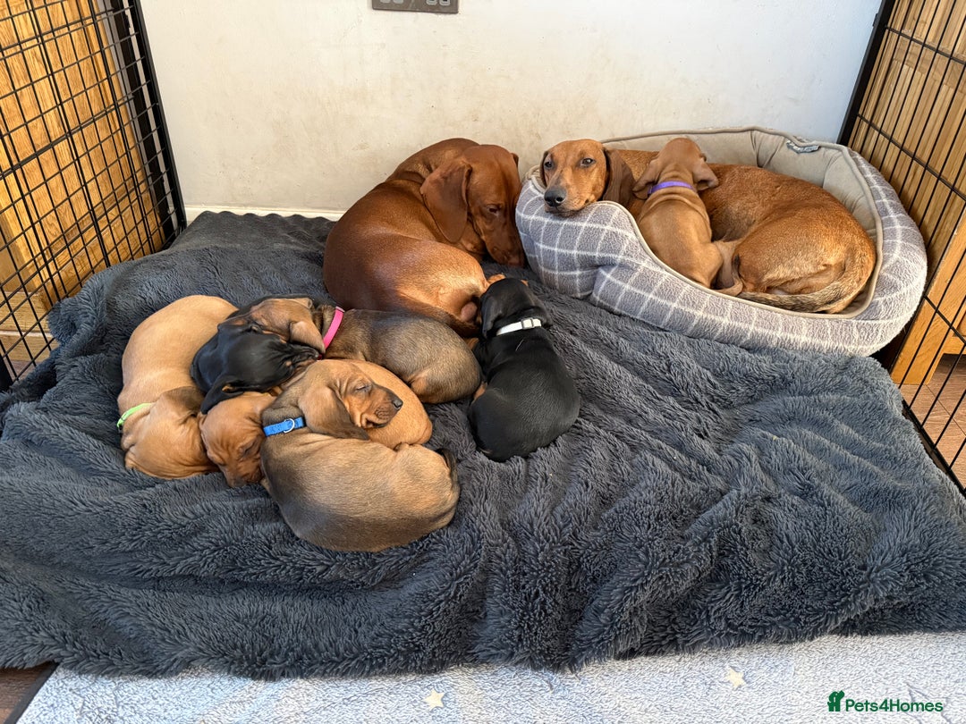 Dachshund dogs for sale: Standard dachshund puppies in Crawley - Image 5