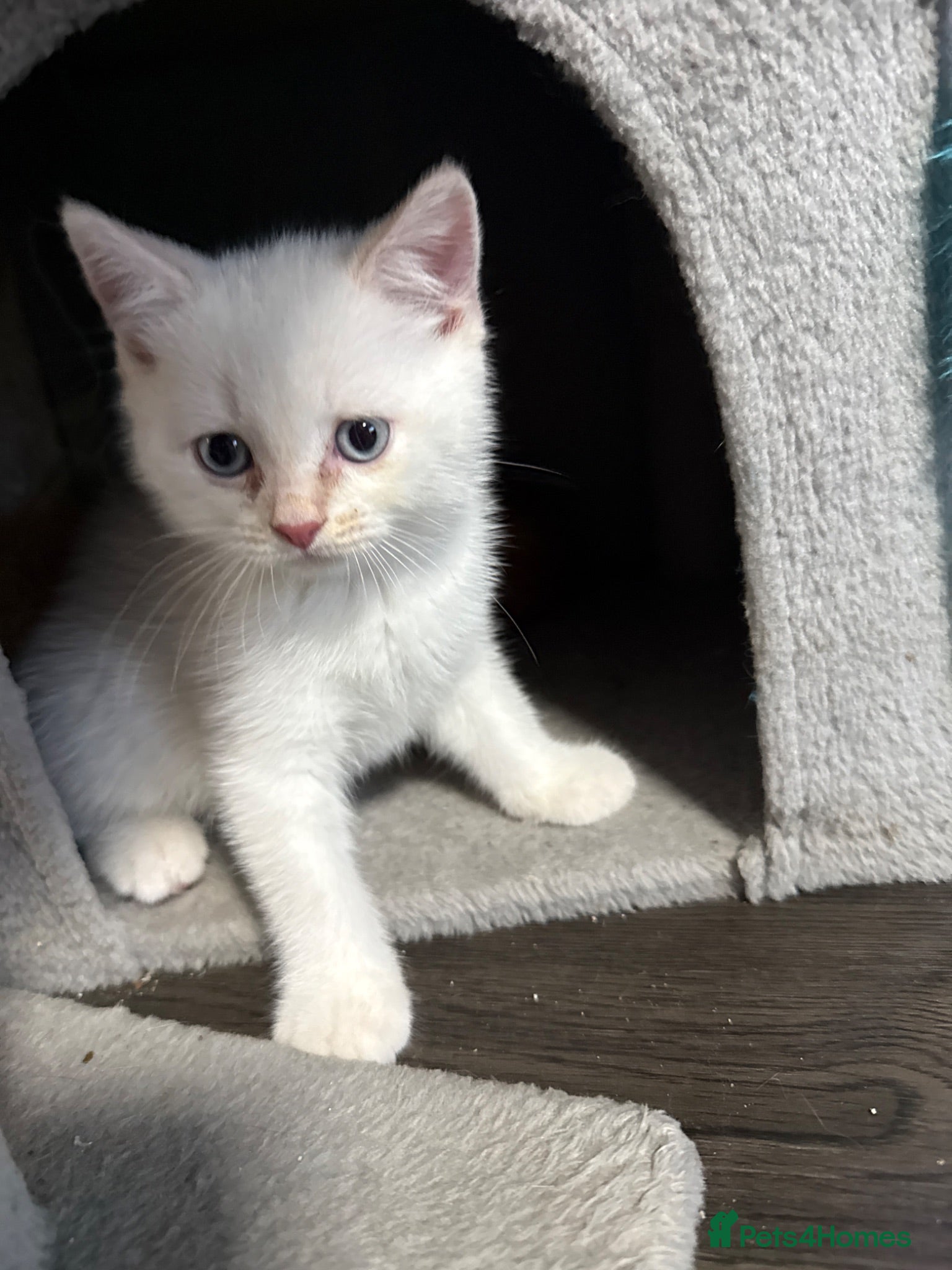 Scottish Fold cats 🩷Beautiful Scottish Fold/Straight kittens🩷 - Advert 2