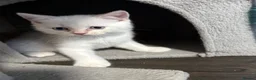 Scottish Fold cats for sale: 🩷Beautiful Scottish Fold/Straight kittens🩷 - Advert 14