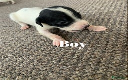 Jack Russell dogs for sale: Jack Russell puppy’s  - Image 5
