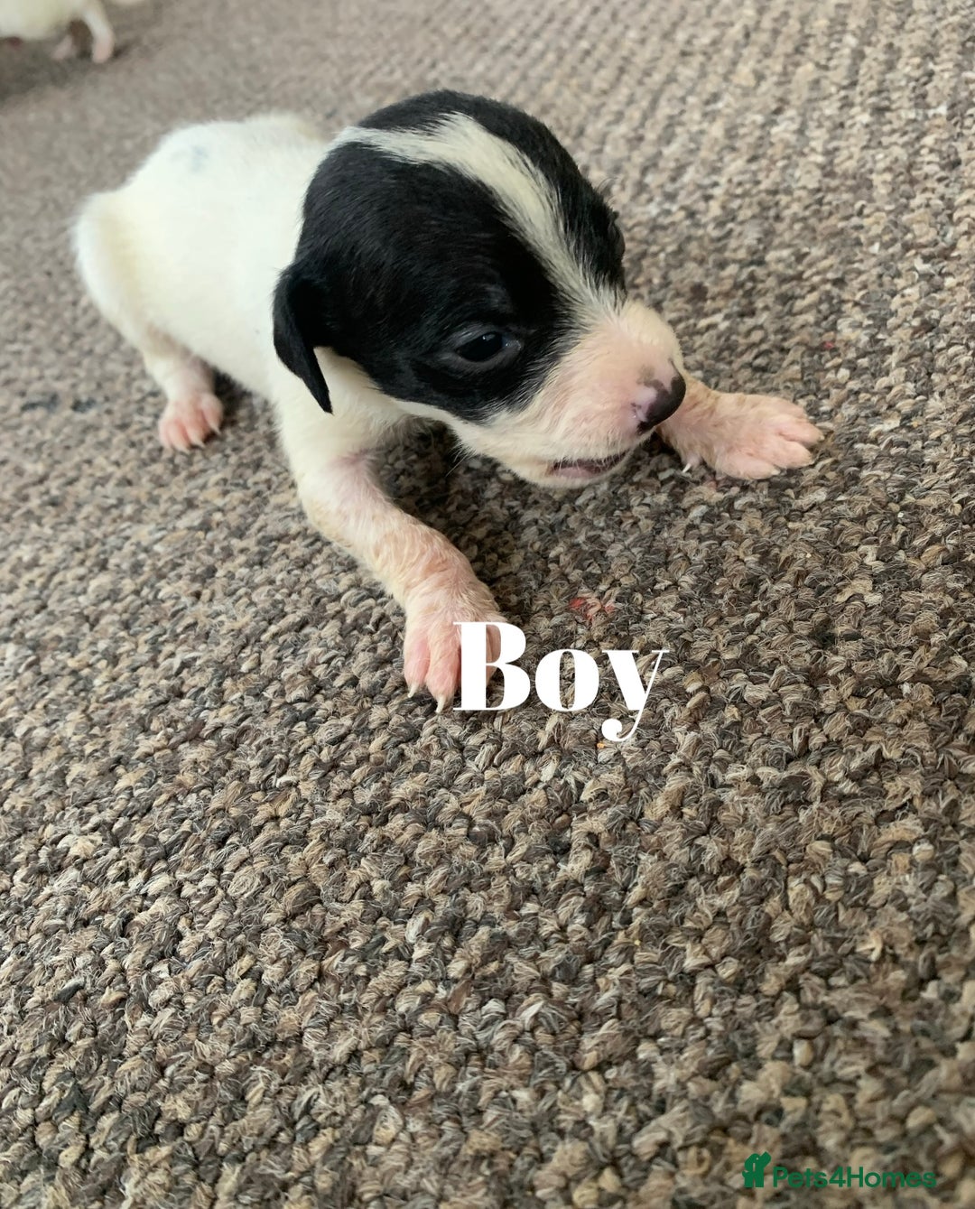 Jack Russell dogs for sale: Jack Russell puppy’s  - Image 5