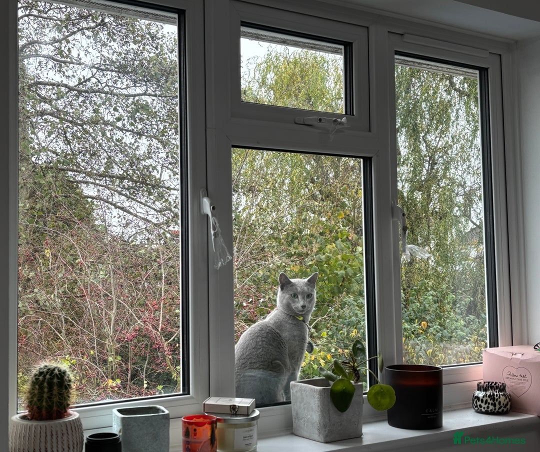 Russian Blue cats for sale: ***Gorgeous TICA Russian Blue Kitten Girl*** - Advert 4