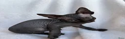 Sphynx cats for sale: Gorgeous stripped Sphynx kittens - Advert 6