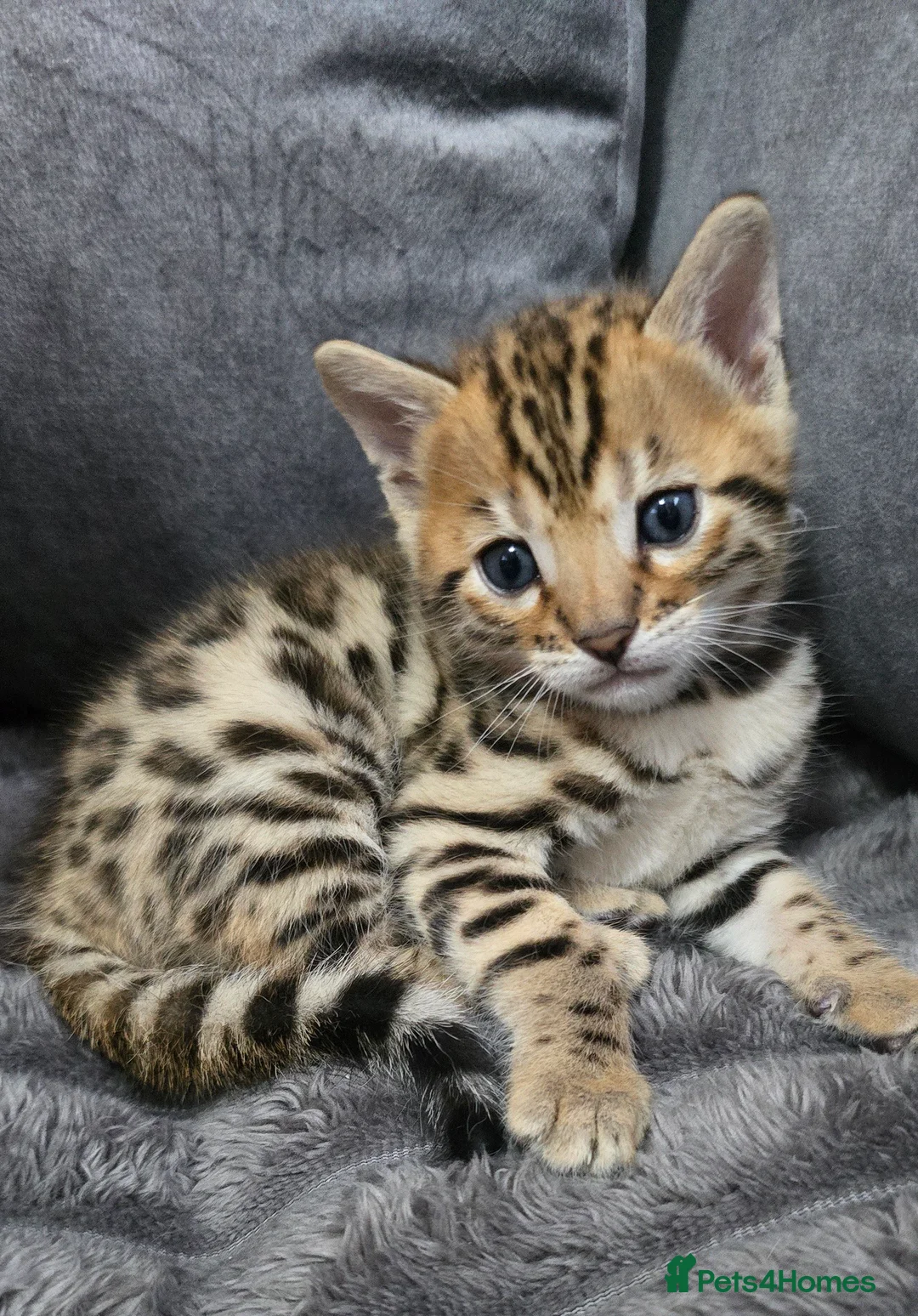 Bengal cats for sale: Waiting list open for kittens 2026-expecting 27.01 - Advert 16