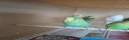 Budgerigars birds for sale: Young budgies and zebra finches for sale. - Advert 7