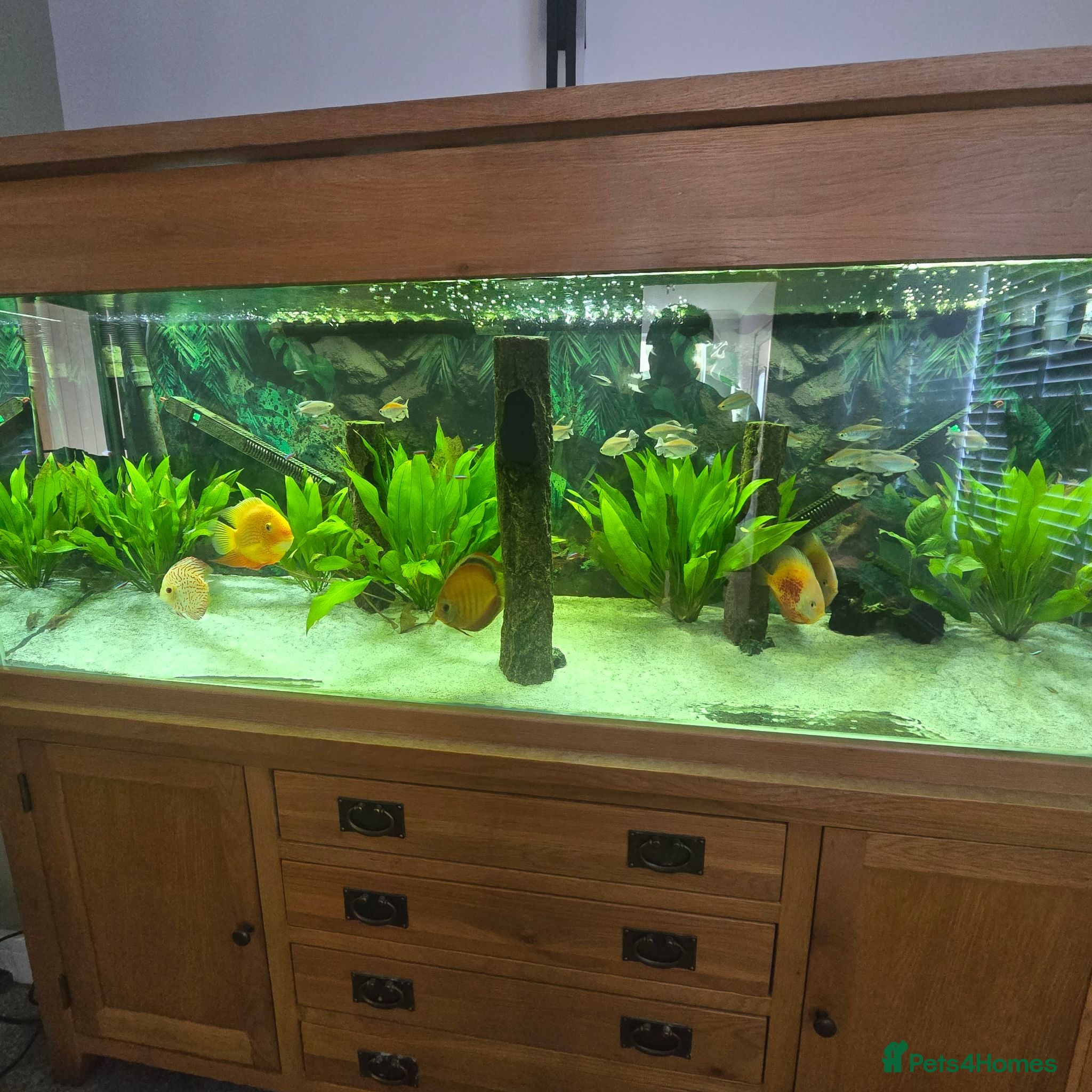 Discus fish Discus and tropical fish - Advert 1