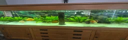 Discus fish for sale: Discus and tropical fish in Pembroke Dock - Advert 1