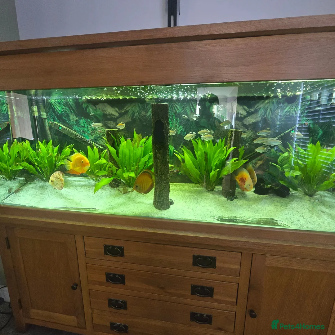 Discus fish for sale: Discus and tropical fish in Pembroke Dock - Advert 1