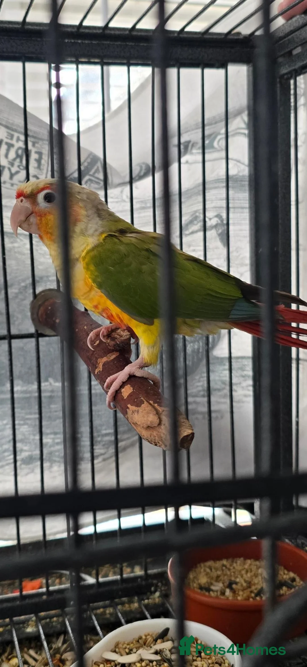 Conures birds for sale: Pineapple conures - Advert 2