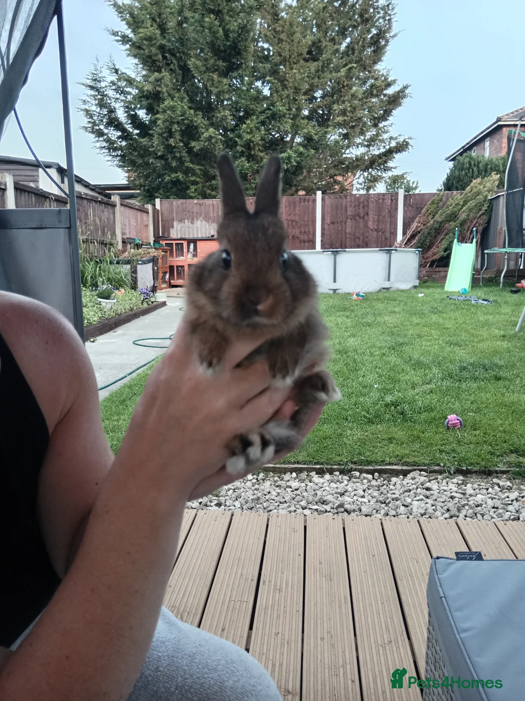 Mixed Breed rabbits for sale: Beautiful baby bunny for sale - Advert 2
