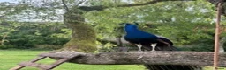 Mixed Breed birds for sale: Male & Female Peacocks for sale  in Marlborough - Advert 1