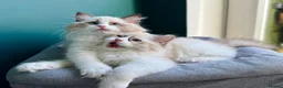 Ragdoll cats for sale: WORLD BEATIFUL RAGDOLL KITTEN / FIFE - Advert 18