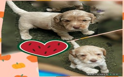 Australian Labradoodle dogs for sale: ♥️ 1 girl left ♥️ tiny tails , big hearts ♥️  - Image 16