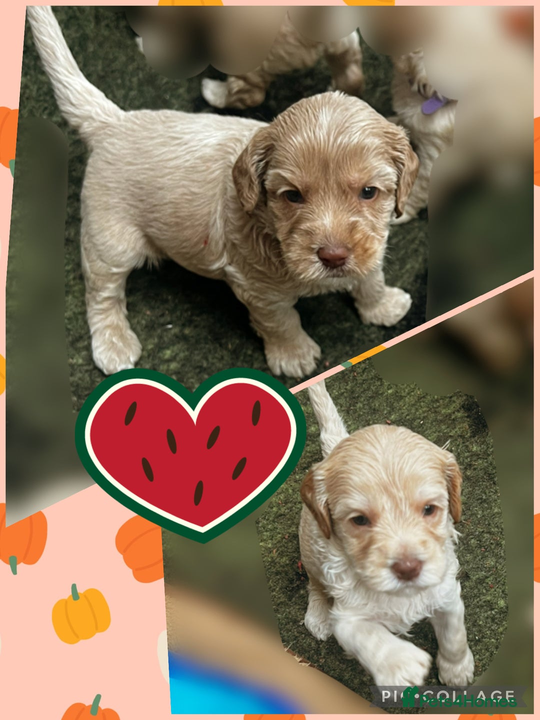 Australian Labradoodle dogs for sale: ♥️ 1 girl left ♥️ tiny tails , big hearts ♥️  - Image 16