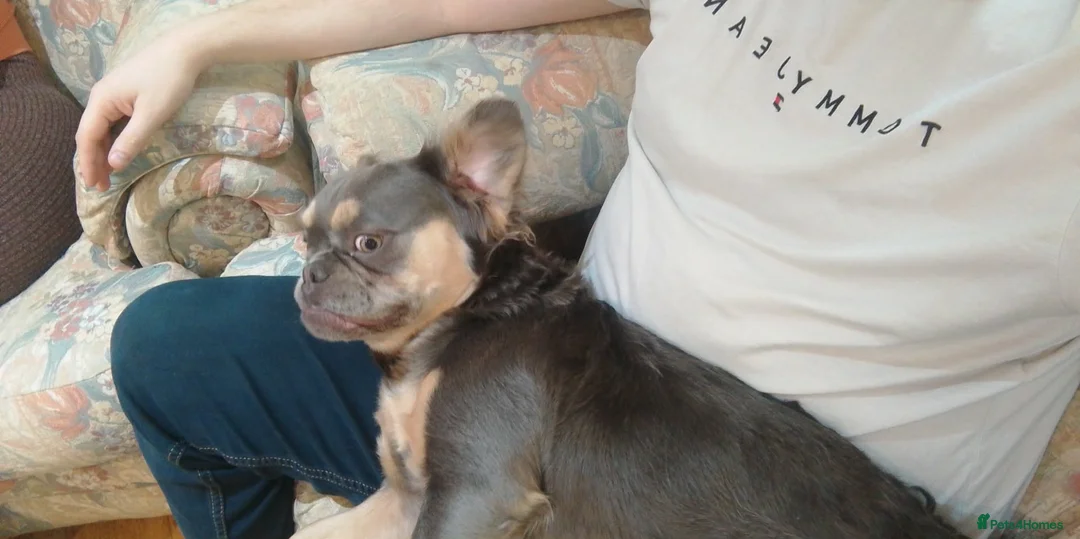 French Bulldog dogs for sale: Fluffy Frenchie in Bridgwater - Advert 8