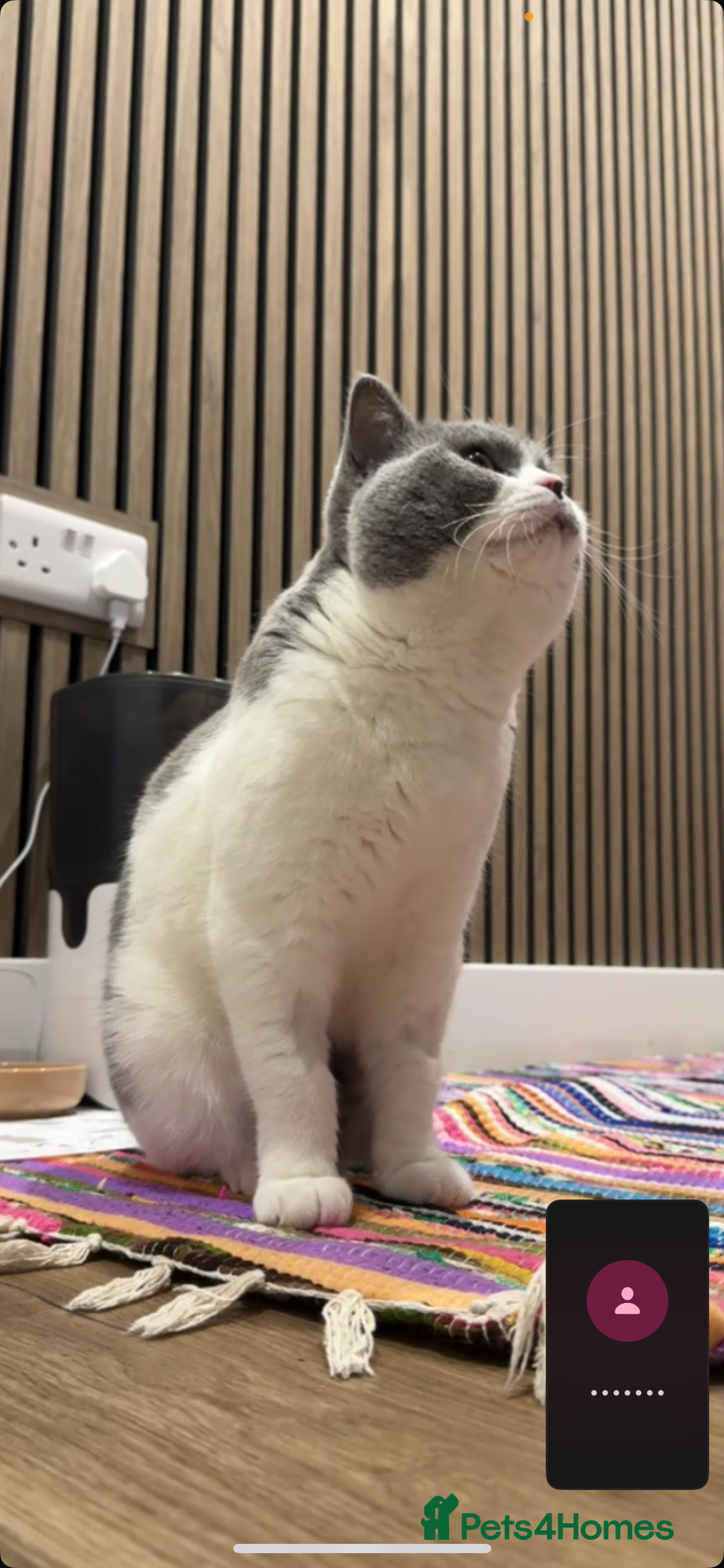 British Shorthair cats for sale: Sweet boy for rehoming - Image 4