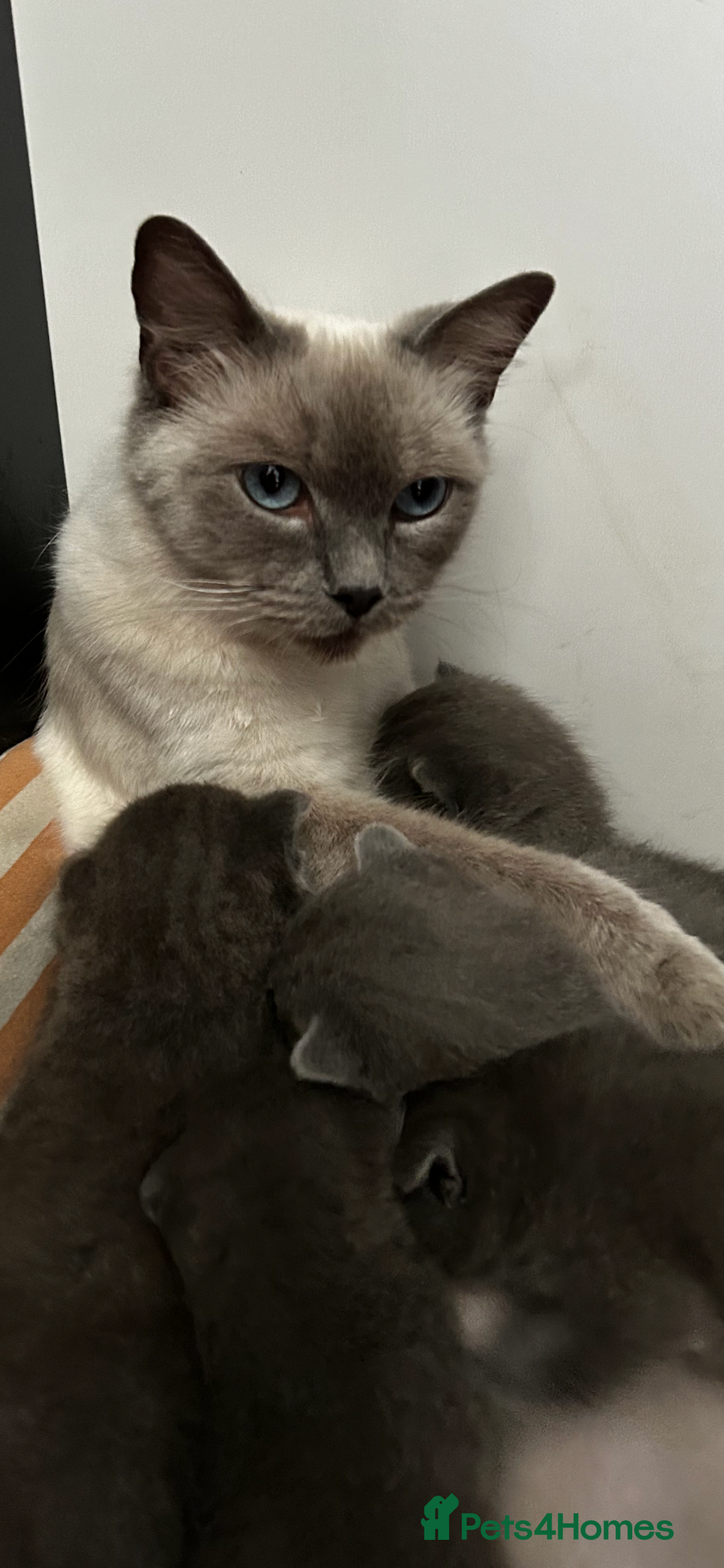 British Shorthair cats for sale: British Shorthair  - Image 4