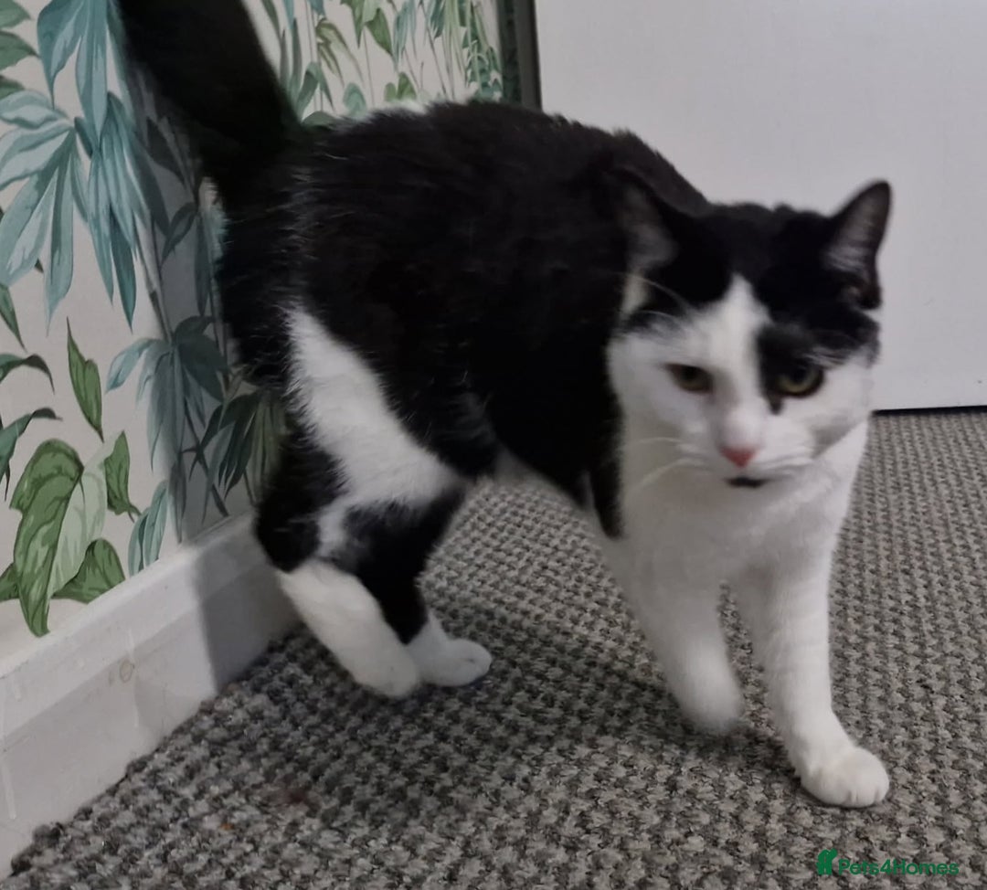 Mixed Breed cats for sale: **FREE** Playful boy in need of a calm home - Advert 1