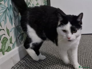Mixed Breed cats **FREE** Playful boy in need of a calm home - Advert 1