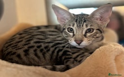 Savannah cats for sale: Savannah F4 girl kittens - Image 33