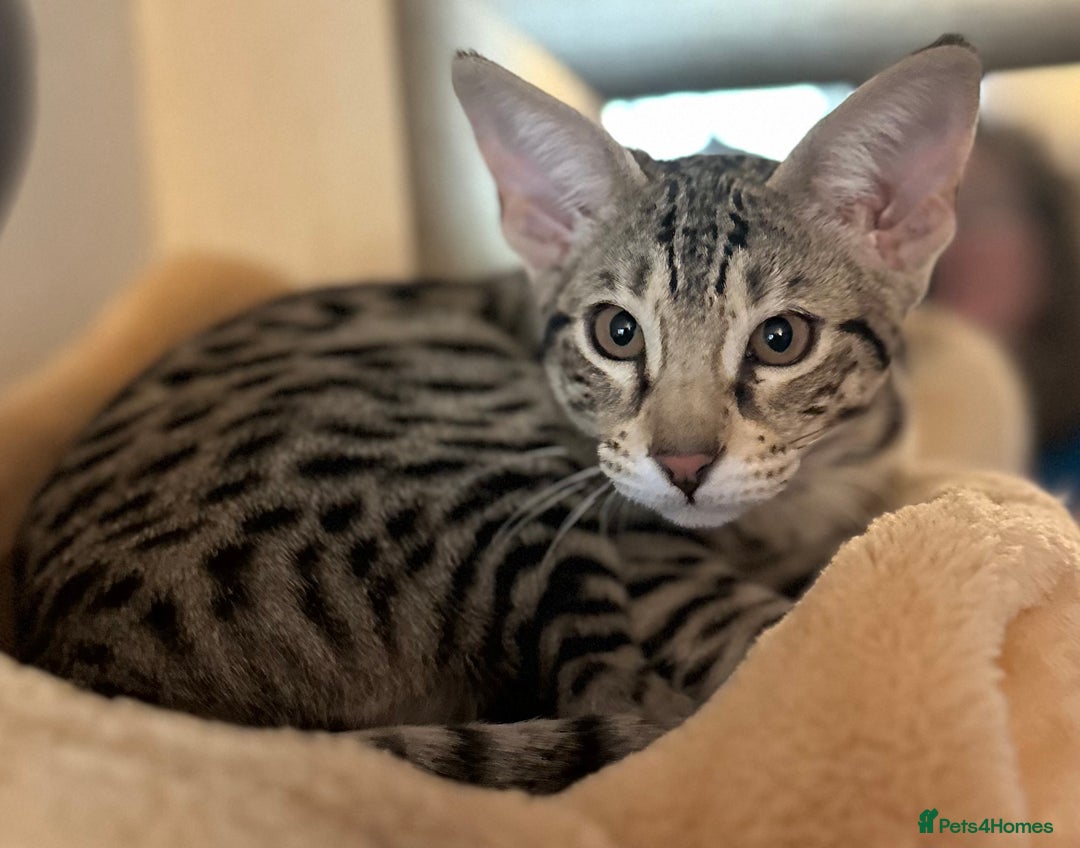 Savannah cats for sale: Savannah F4 girl kittens - Image 33