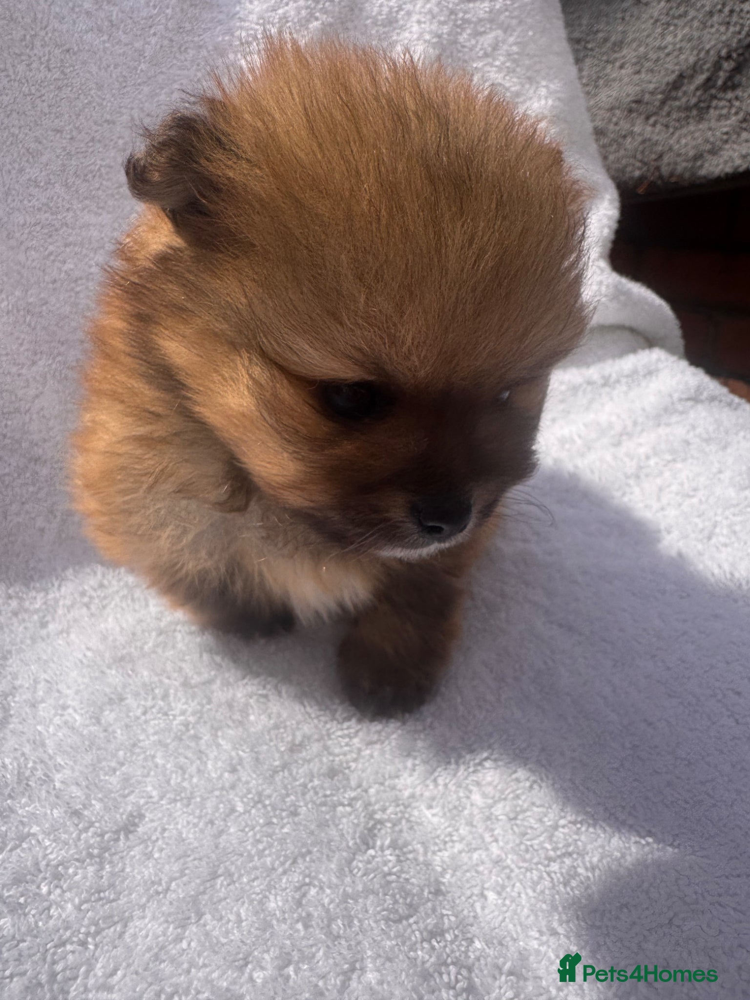 Pomeranian dogs Pomeranian - Advert 7